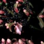 Alpinia nieuwenhuizii Flower