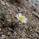 Ranunculus seguieri Habit