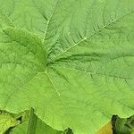 Cucurbita maxima Leaf