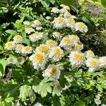 Tanacetum partheniumFlower