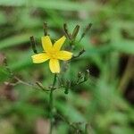 Lactuca muralis Kukka