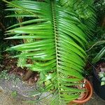 Ceratozamia mexicana برگ