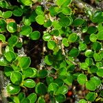 Cotoneaster hjelmqvistiiLeaf