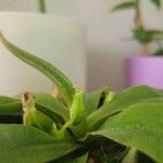 Nepenthes alata Folha