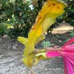 Disocactus phyllanthoides Blatt