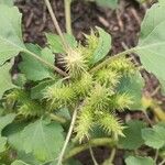 Xanthium orientale പുഷ്പം