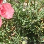 Papaver hybridum Leaf