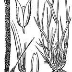 Phleum phleoides autre