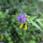 Melampyrum catalaunicum Cvet