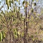 Grewia bicolor Blatt