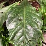 Anthurium schlechtendalii Yaprak