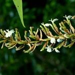 Alpinia caerulea Квітка
