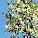 Pyrus calleryana Květ