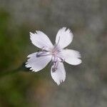 Dianthus serrulatus Kvet
