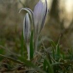 Crocus reticulatus 花