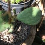 Opuntia macrocentra List