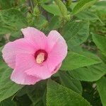 Hibiscus moscheutos花