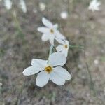 Narcissus serotinus Çiçek