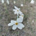 Narcissus serotinus Flors