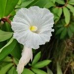 Cheilocostus speciosusFlower