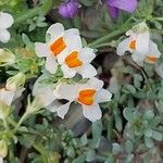 Linaria triphylla Flower