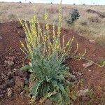 Verbascum sinaiticum Habitus