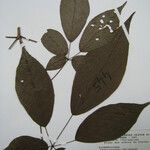 Handroanthus serratifolius Inny