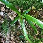 Carex pendula Liść