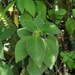 Kohleria hirsuta Feuille