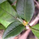 Psychotria microglossa Hoja