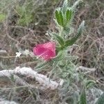 Echium angustifolium Flor