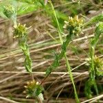 Filago germanica Flower