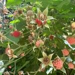 Rubus parviflorus Fruit