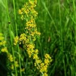 Galium verumFlower