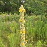 Verbascum thapsusKvět