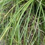 Puya mirabilis Leaf