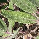 Salvia candelabrum Hoja