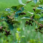 Crataegus douglasii Vrucht