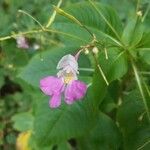 Impatiens balfouriiFlower