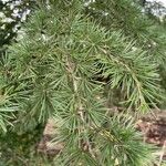 Cedrus deodaraLeaf