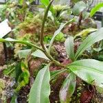 Nepenthes tomoriana Blad