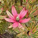 Leucadendron salignum ᱥᱟᱠᱟᱢ