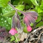 Pulmonaria affinis Квітка