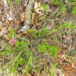 Polygala californica 整株植物