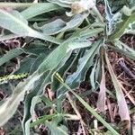 Andryala integrifolia Folha