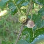 Quercus kelloggii Fruit