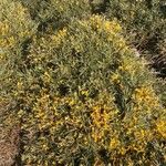 Genista acanthoclada Συνήθη χαρακτηριστικά