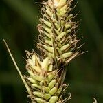 Carex buxbaumii Fruit