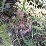 Allium campanulatum Flower