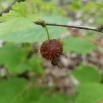 Ribes cynosbati Fruit